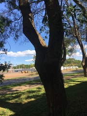 Scaptotrigona postica