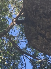 Scaptotrigona postica