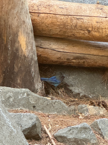 iNaturalist observation photo of Steller's Jay