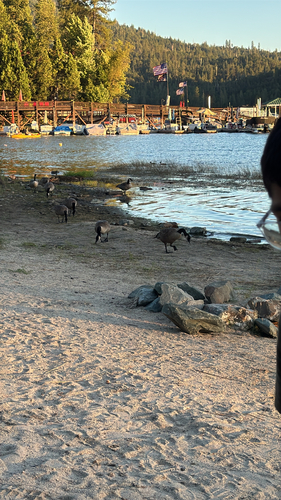 iNaturalist observation photo of Canada Goose