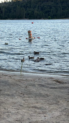 iNaturalist observation photo of Mallard