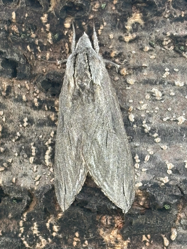 Great Ash Sphinx