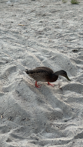 iNaturalist observation photo of Mallard