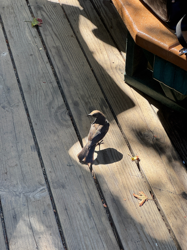 iNaturalist observation photo of Brewer's Blackbird