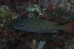 Lethrinus erythracanthus