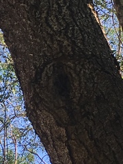 Scaptotrigona postica