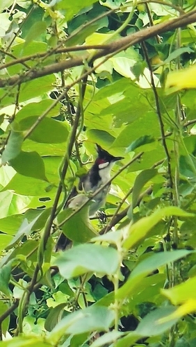 Red-whiskered Bulbul