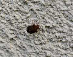 Dyroderes umbraculatus