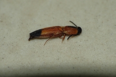 Melanoxanthus melanocephalus