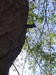 Scaptotrigona postica