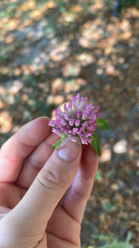 Red Clover