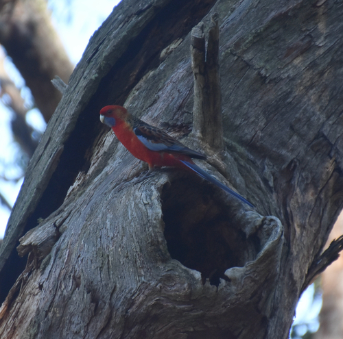 Adelaide Rosella