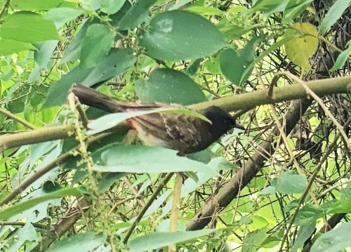 Red-vented Bulbul