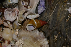 Phasianotrochus eximius