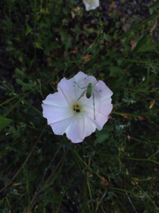 Platylyra californica