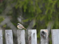 Phoenicurus phoenicurus