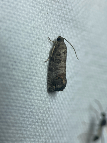 Codling Moth