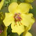 Gordolobo - Photo (c) Malcolm Manners, algunos derechos reservados (CC BY)