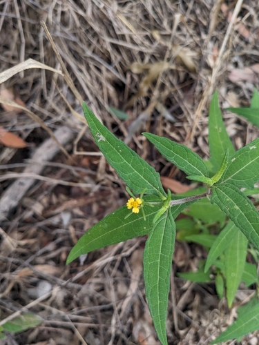 Sigesbeckia orientalis observed 2026-08-02