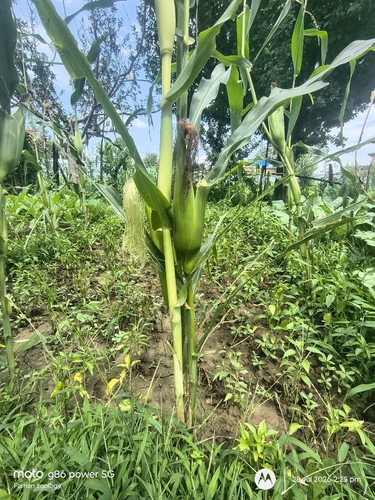 Maize
