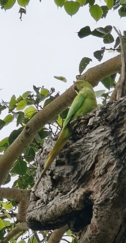 Rose-ringed Parakeet