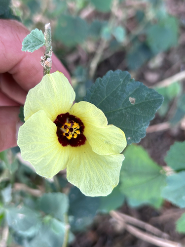 Hibiscus calyphyllus, photograph 3