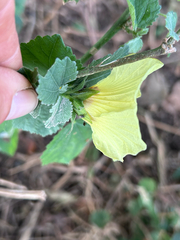 Hibiscus calyphyllus, photograph author not stated, no rights reserved