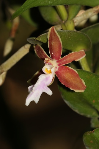Trichoglottis observed 2026-08-01