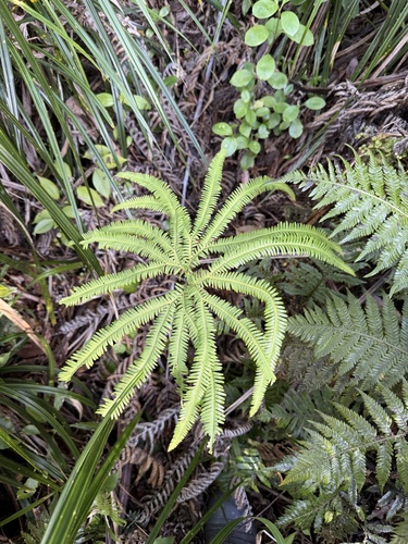 Sticherus cunninghamii, photograph 4