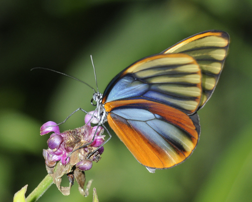 Dazzling Glasswing