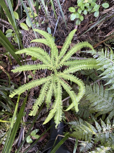 Sticherus cunninghamii, photograph 6