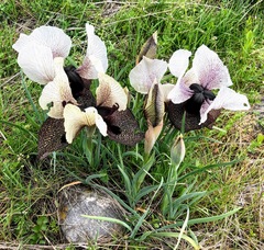 Iris iberica elegantissima