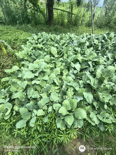 Collard Greens