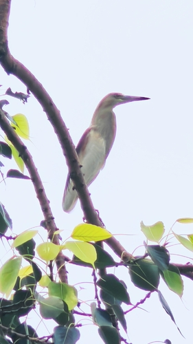 Indian Pond-Heron
