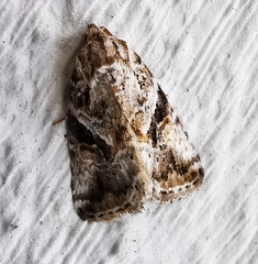 Diastema cnossia