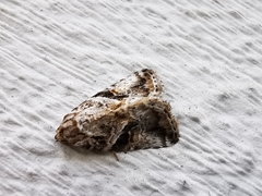 Diastema cnossia
