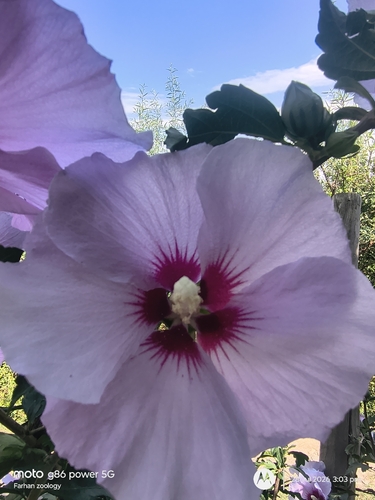 common hibiscus
