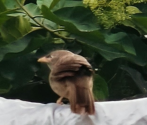 Jungle Babbler