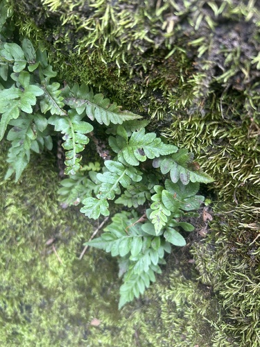 Polypodium hesperium, photograph 1