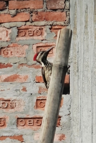 Black-rumped Flameback