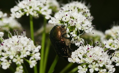 Cetonia aurataeformis