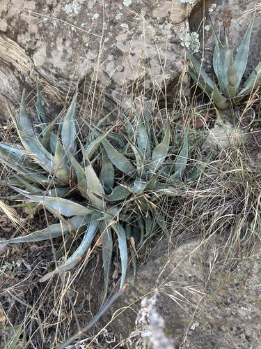 Goldenflower century plant (Agave chrysantha)