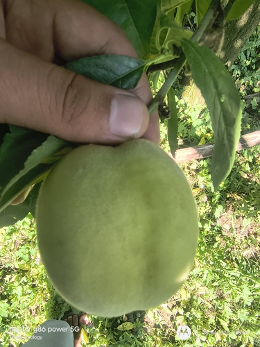 Peach