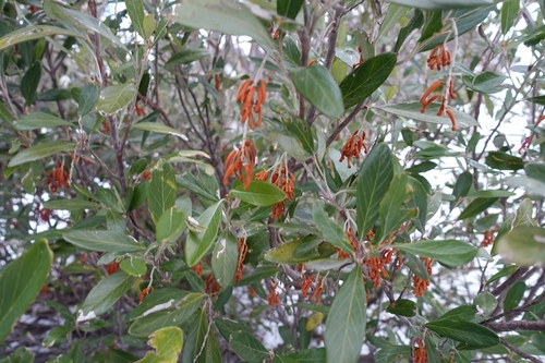 royal grevillea