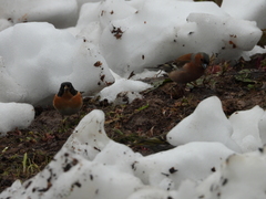 Fringilla montifringilla