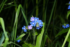 Pentaglottis sempervirens
