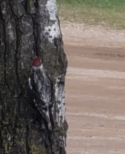 Yellow-bellied Sapsucker