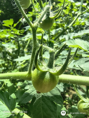 tomato