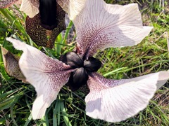 Iris iberica elegantissima