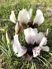 Iris iberica elegantissima